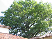 Chêne du gîte Les Ecots Chêne du gîte Les Ecots
