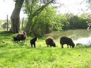 moutons du gîte Les Ecots moutons du gîte Les Ecots