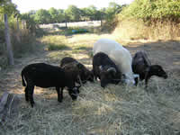 moutons moutons